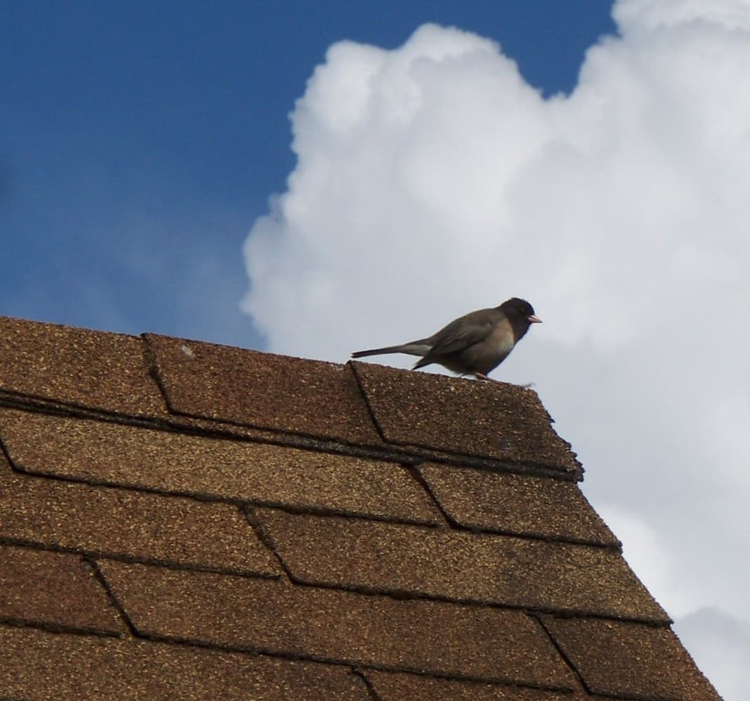 Closeup of architectural asphalt shingles
