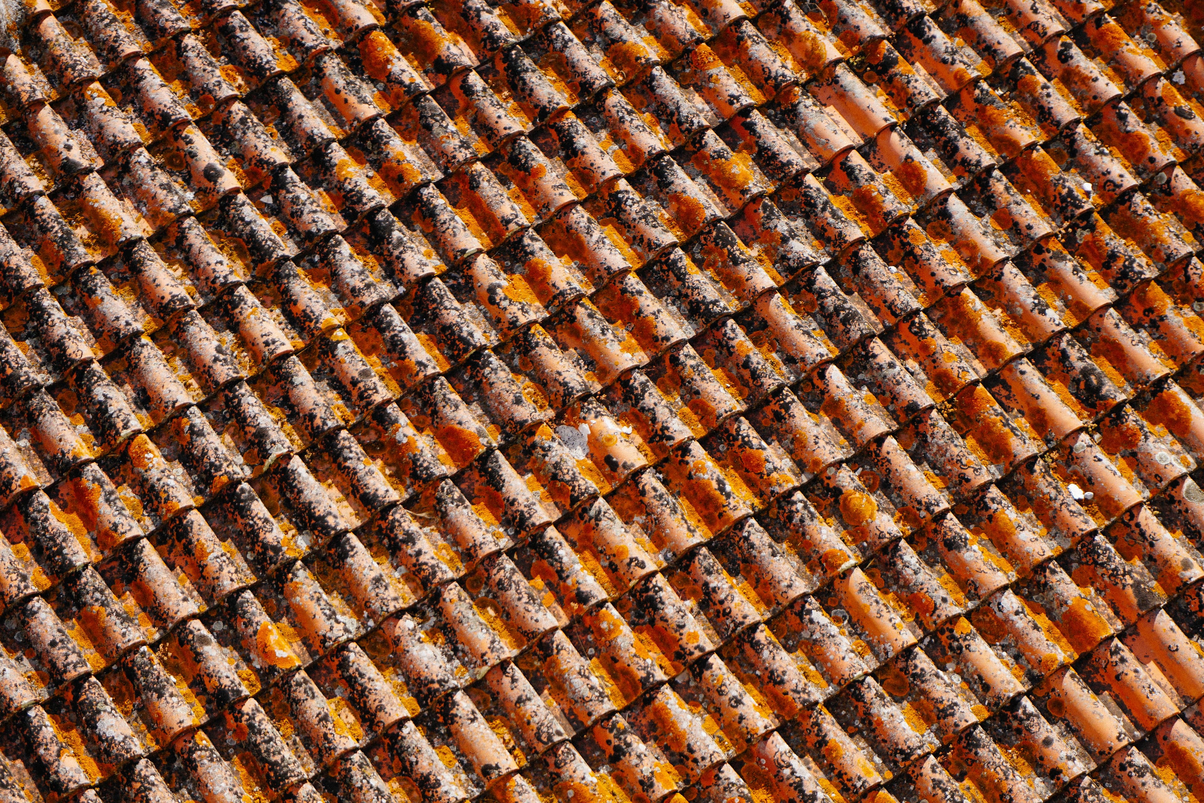 Terracotta roof tiles